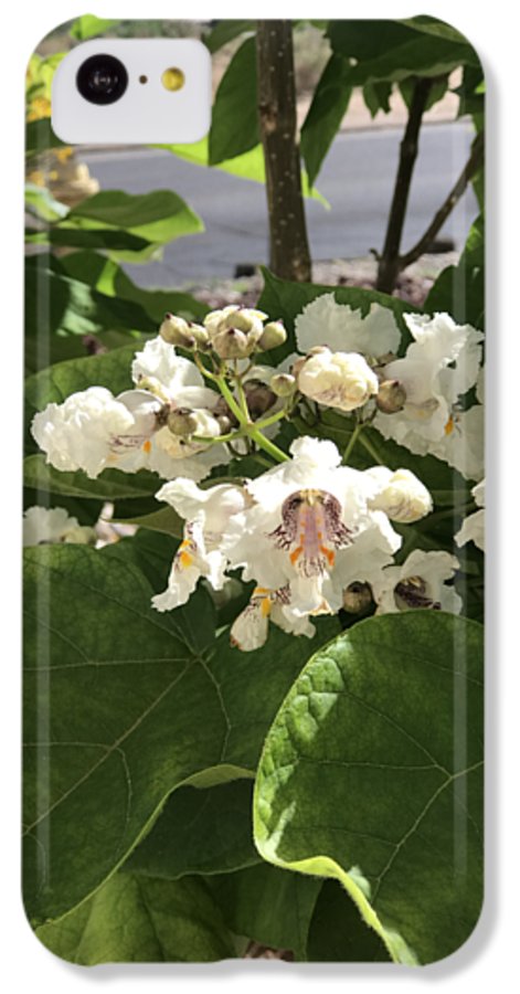 Catalpa - Phone Case