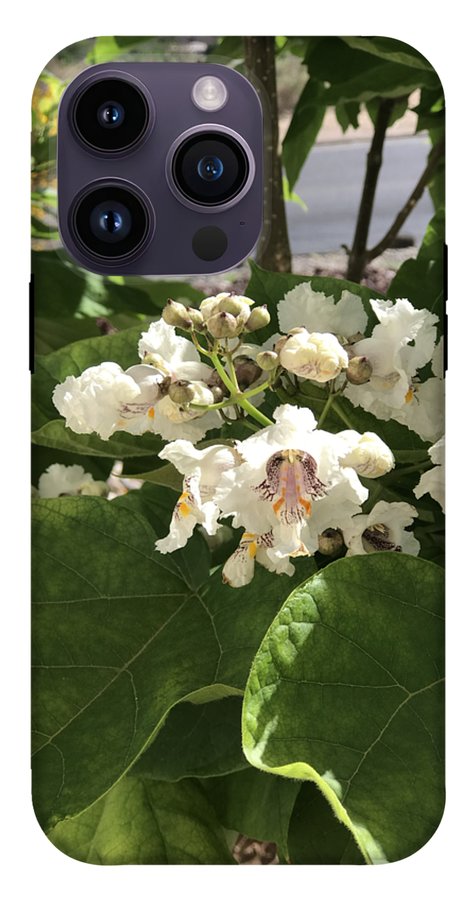 Catalpa - Phone Case