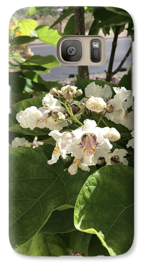 Catalpa - Phone Case