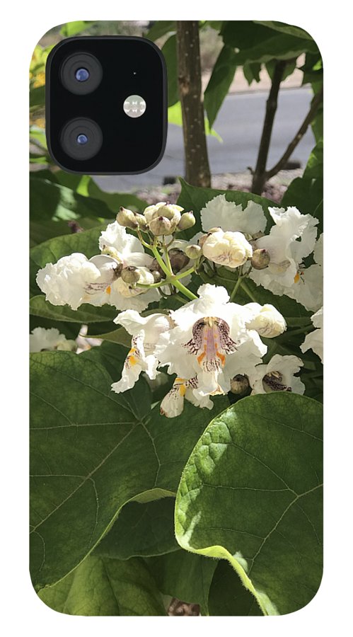 Catalpa - Phone Case