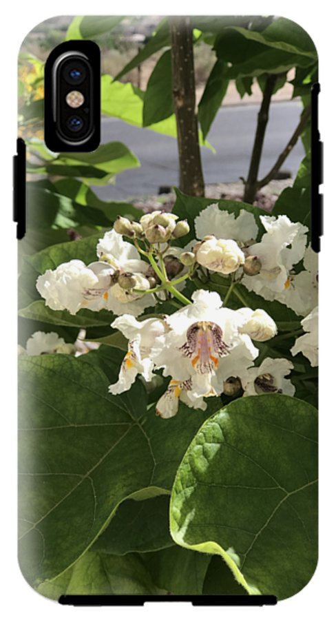 Catalpa - Phone Case