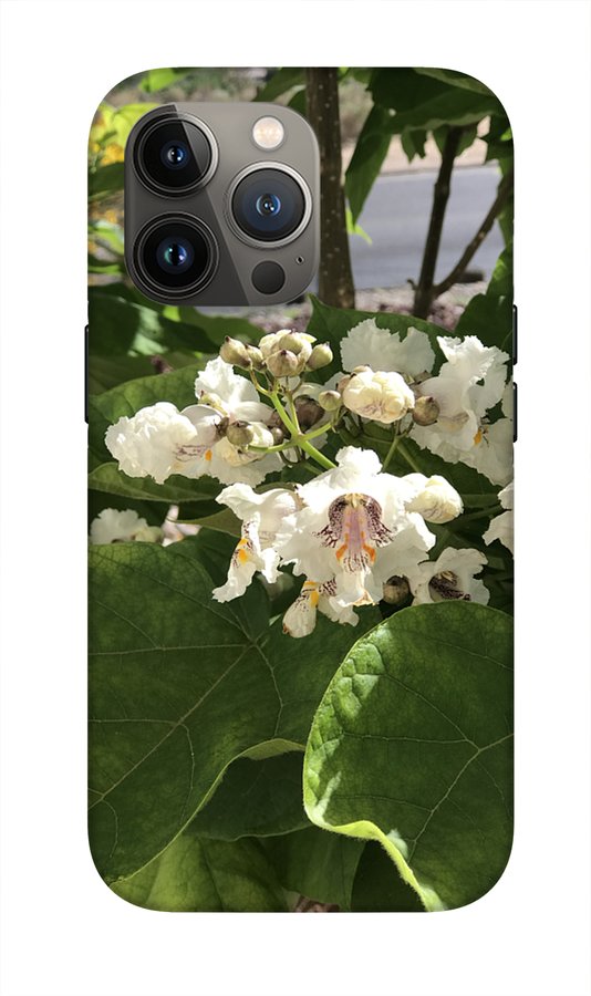 Catalpa - Phone Case