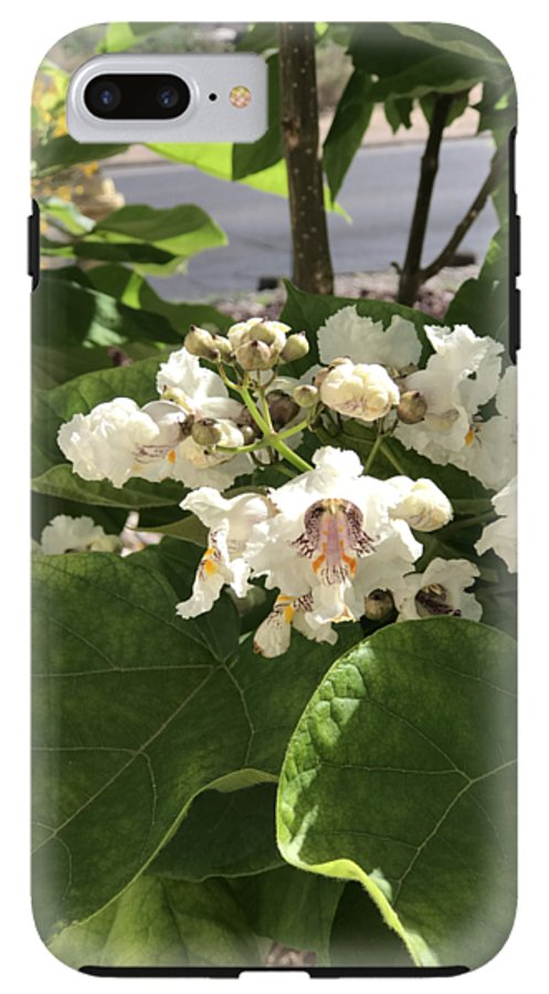 Catalpa - Phone Case