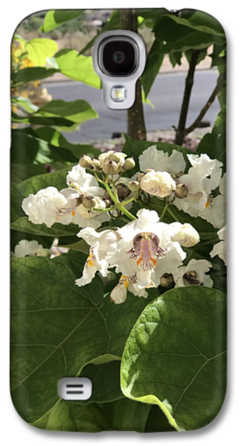 Catalpa - Phone Case