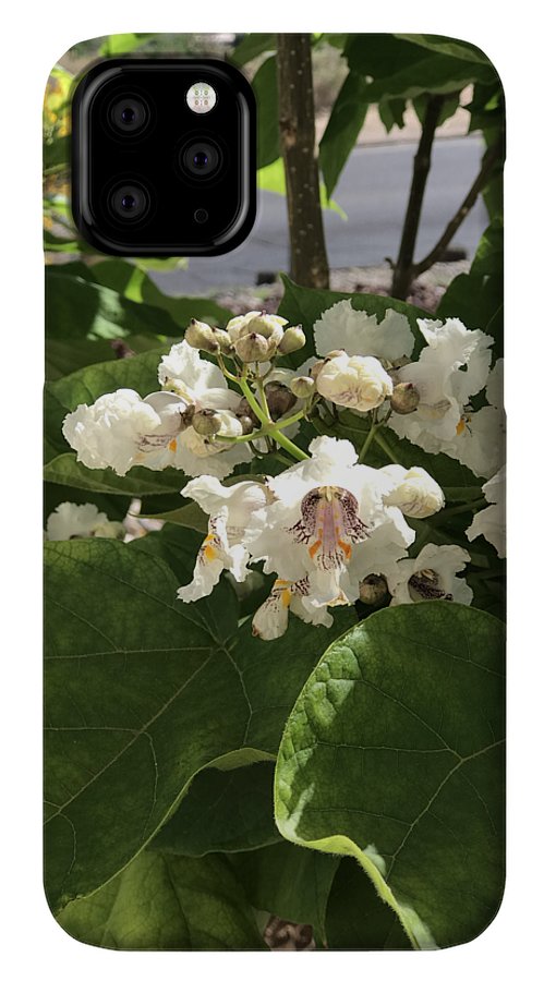 Catalpa - Phone Case