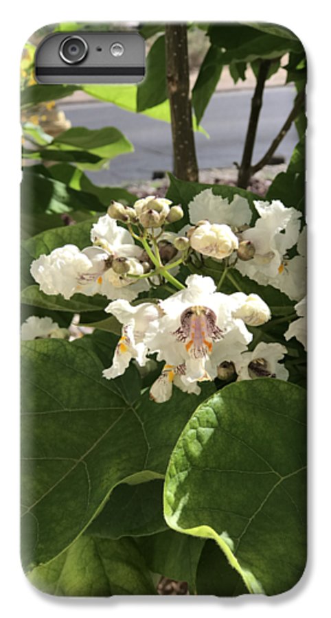 Catalpa - Phone Case