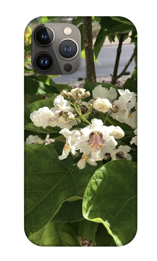 Catalpa - Phone Case