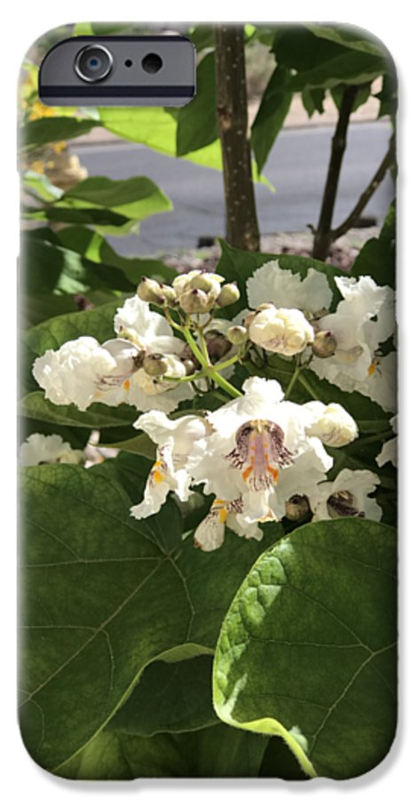 Catalpa - Phone Case