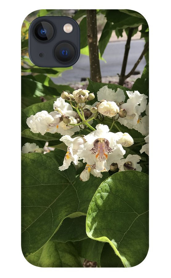 Catalpa - Phone Case