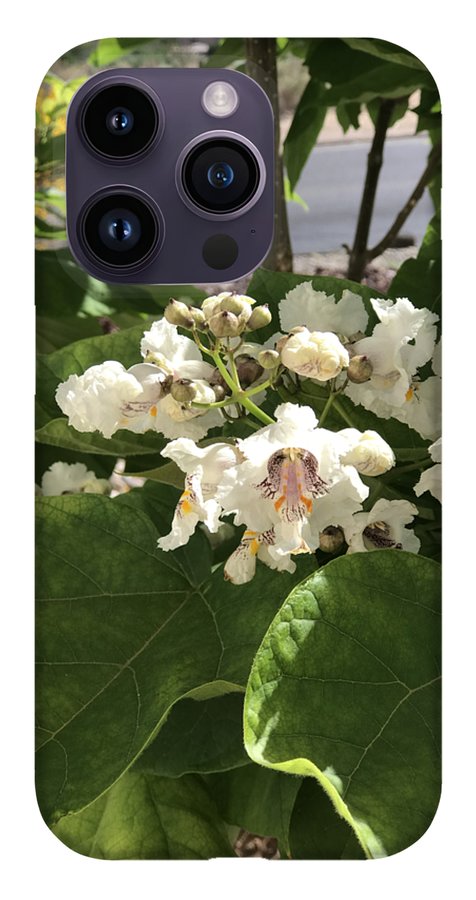 Catalpa - Phone Case