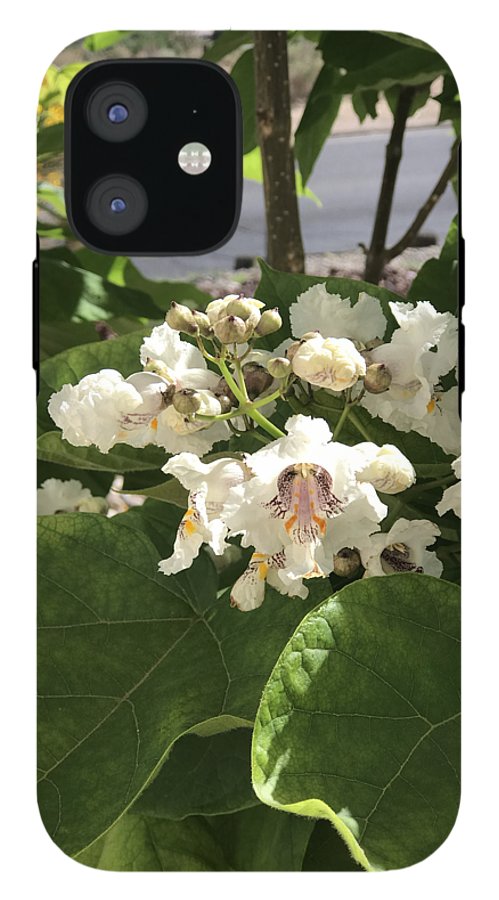 Catalpa - Phone Case