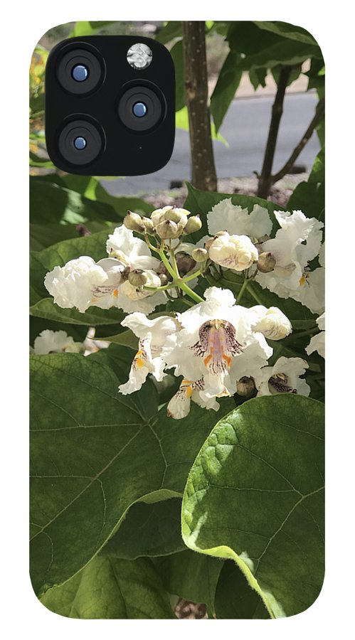 Catalpa - Phone Case