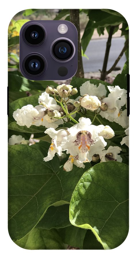 Catalpa - Phone Case