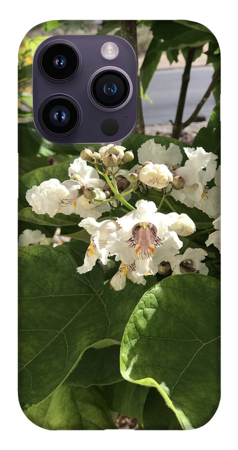 Catalpa - Phone Case