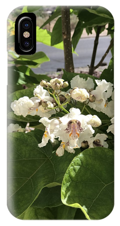 Catalpa - Phone Case