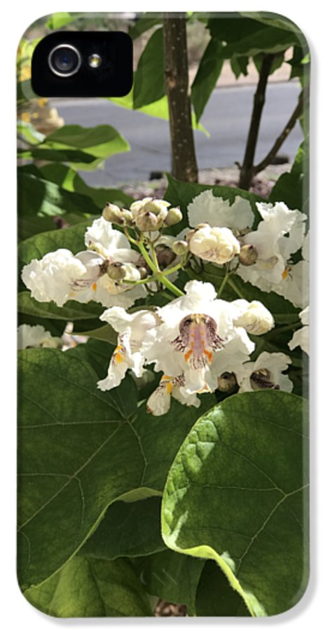 Catalpa - Phone Case