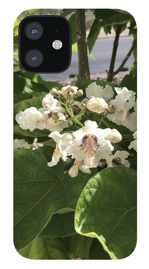 Catalpa - Phone Case