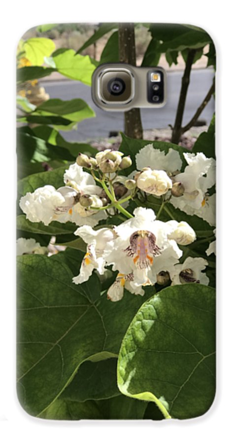 Catalpa - Phone Case