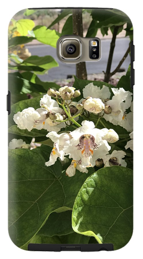 Catalpa - Phone Case