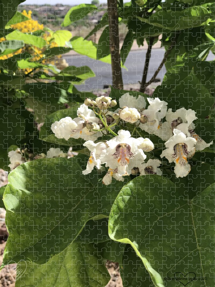 Catalpa - Puzzle