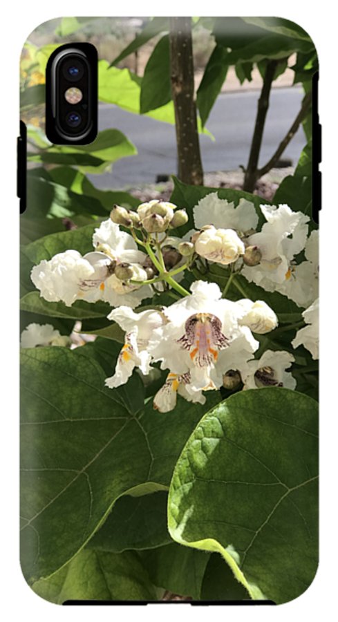 Catalpa - Phone Case