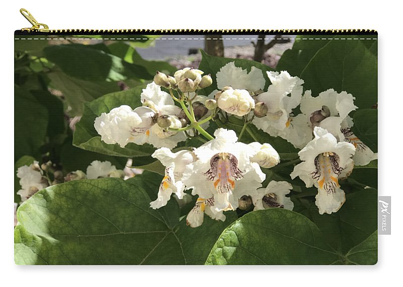 Catalpa - Zip Pouch