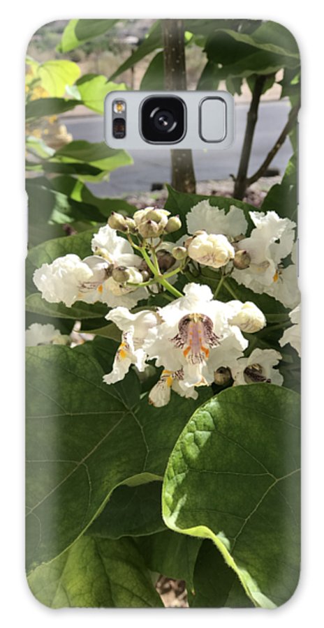 Catalpa - Phone Case