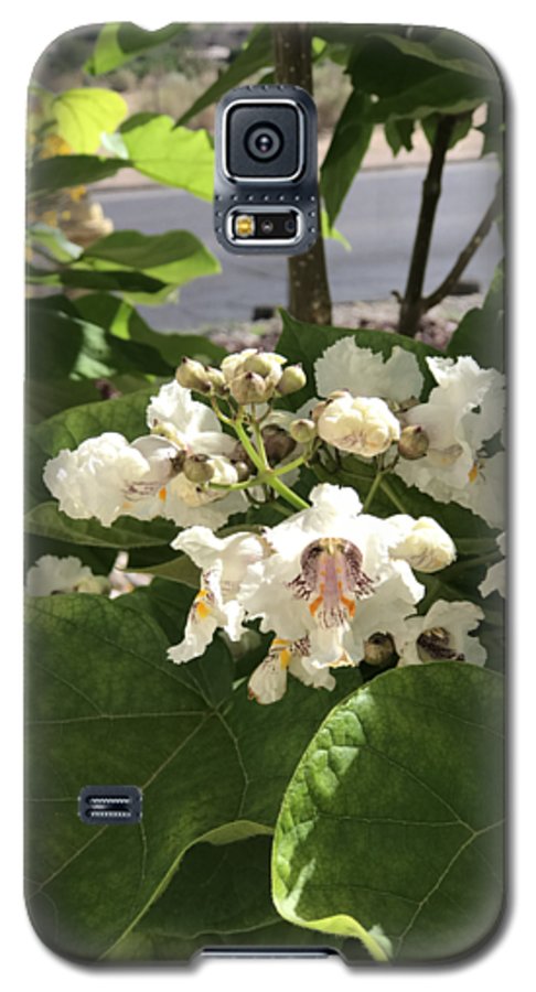 Catalpa - Phone Case