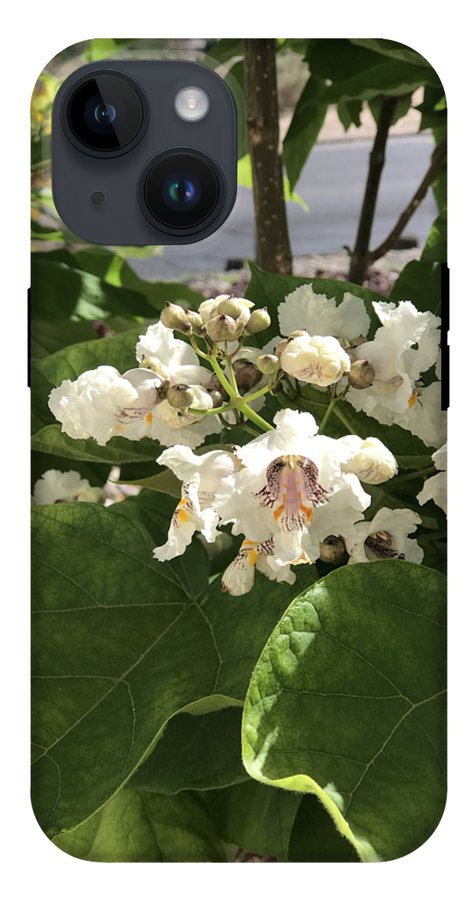 Catalpa - Phone Case