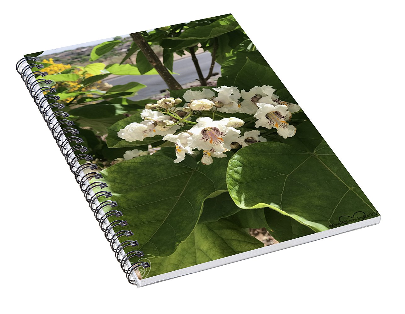 Catalpa - Spiral Notebook