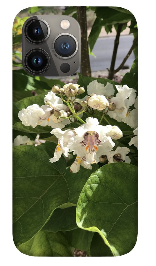 Catalpa - Phone Case