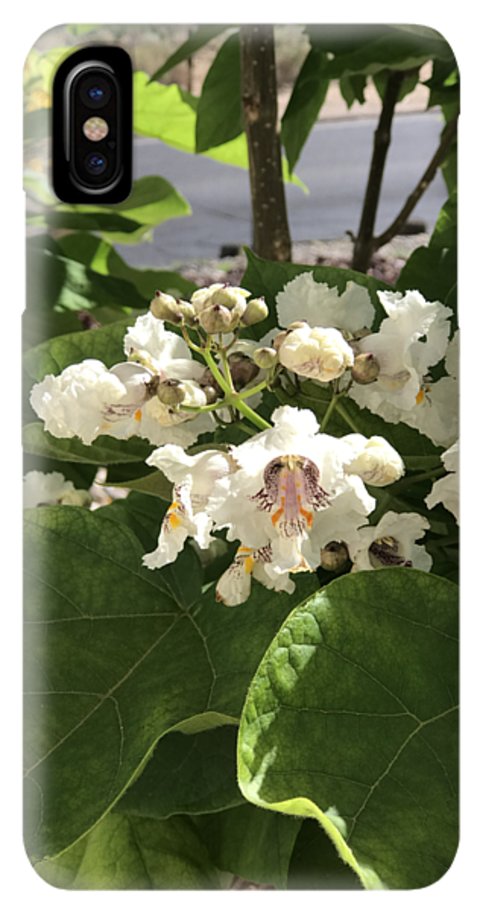 Catalpa - Phone Case