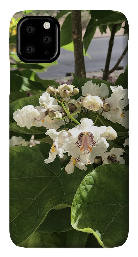 Catalpa - Phone Case