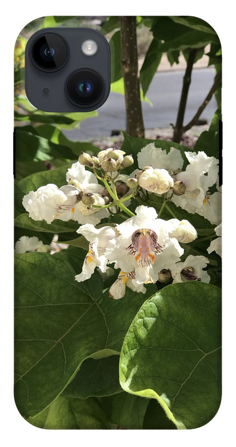 Catalpa - Phone Case