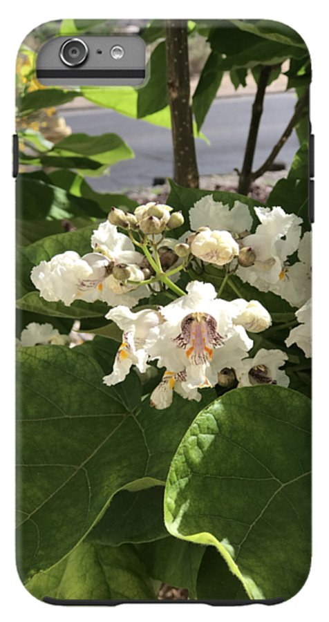 Catalpa - Phone Case