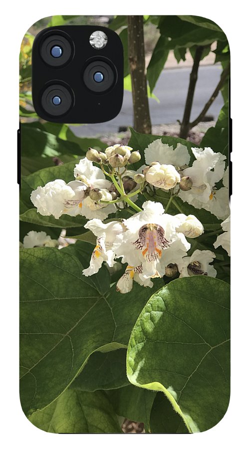 Catalpa - Phone Case