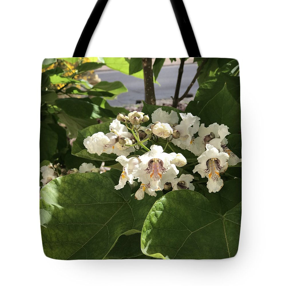 Catalpa - Tote Bag