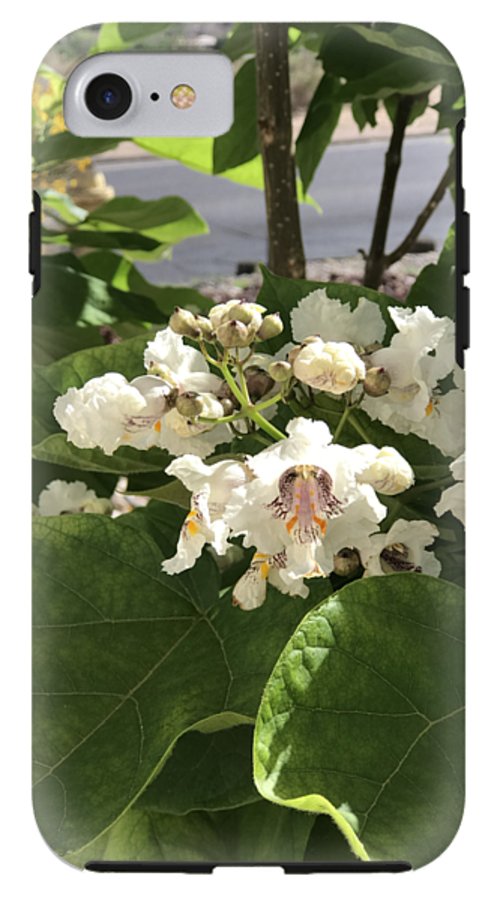 Catalpa - Phone Case