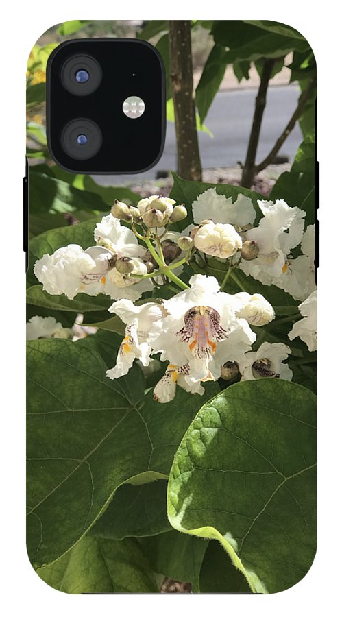 Catalpa - Phone Case