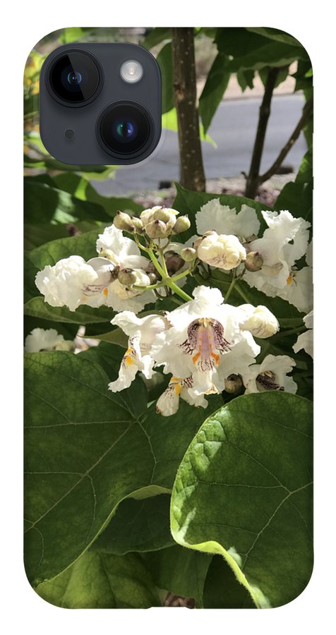 Catalpa - Phone Case