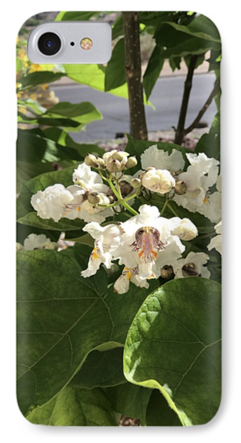 Catalpa - Phone Case