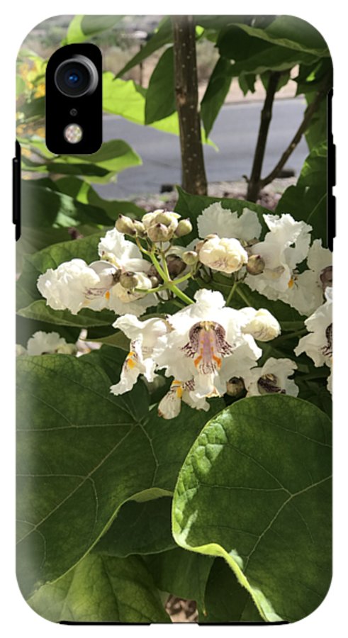 Catalpa - Phone Case