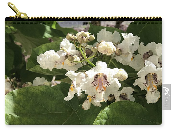 Catalpa - Zip Pouch