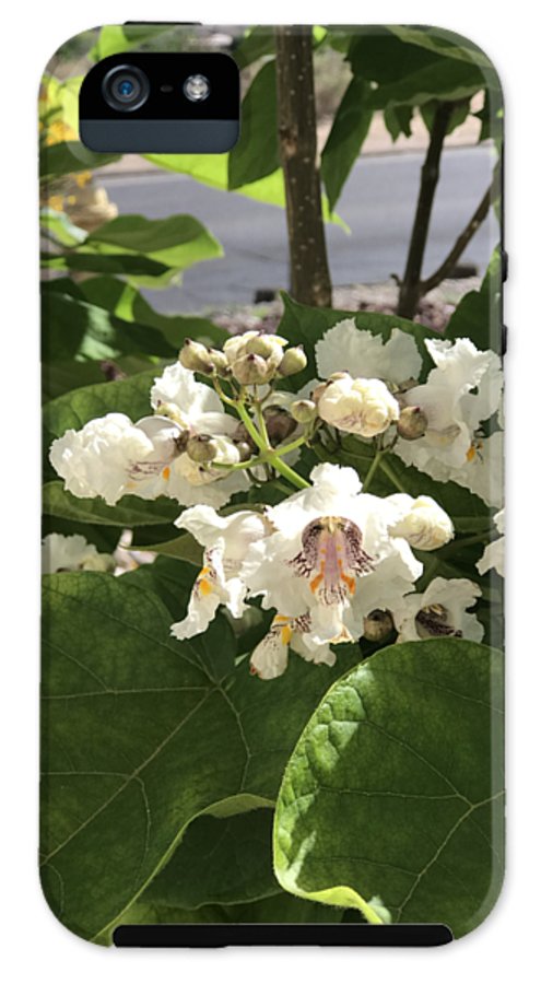 Catalpa - Phone Case