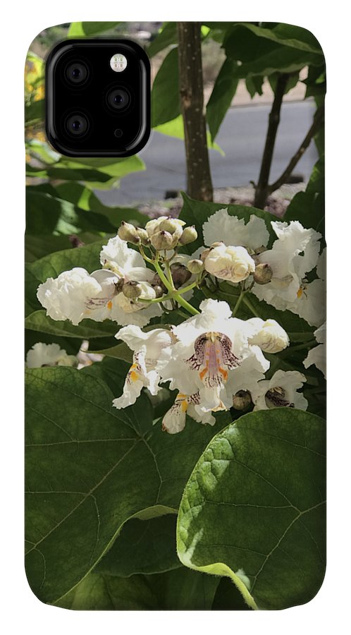 Catalpa - Phone Case