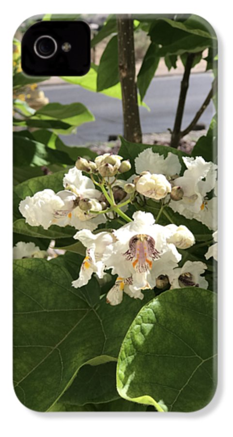 Catalpa - Phone Case