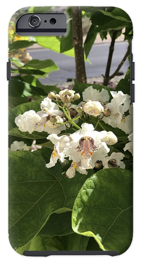 Catalpa - Phone Case