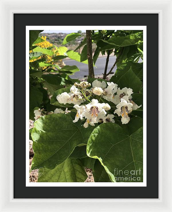 Catalpa - Framed Print