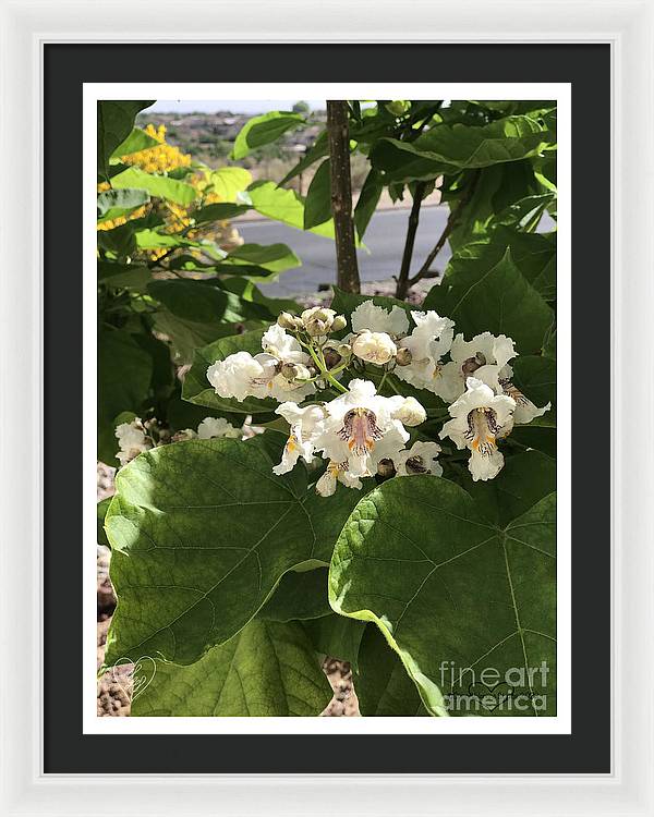 Catalpa - Framed Print