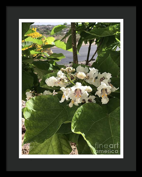 Catalpa - Framed Print